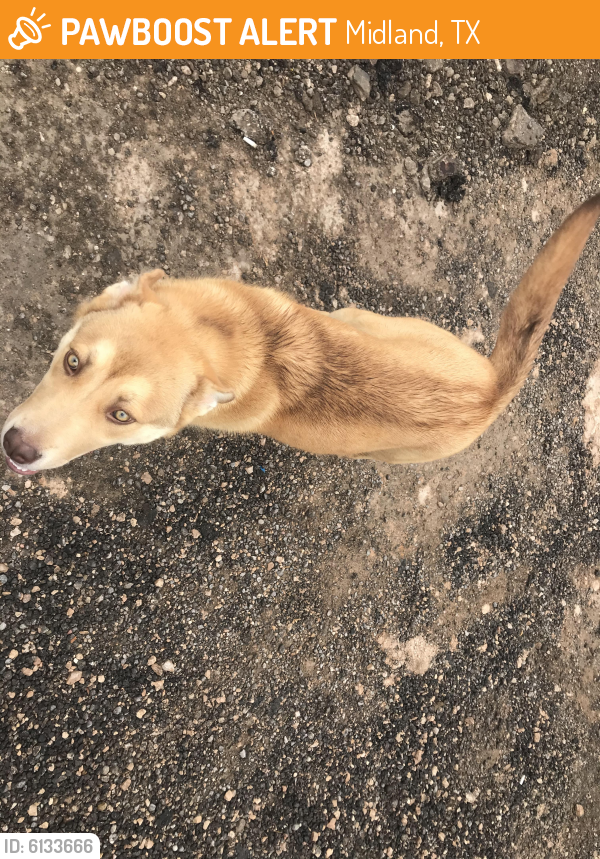 found stray female dog in midland tx 79706 id 6133666 pawboost pawboost