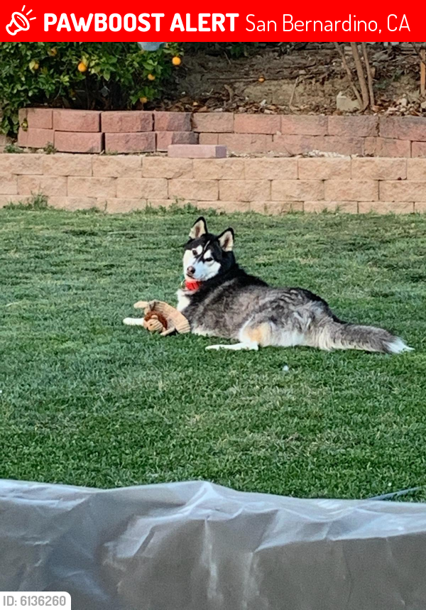 Lost Male Dog in San Bernardino, CA 92408 Named Koda (ID: 6136260