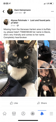 wny lost and found pets