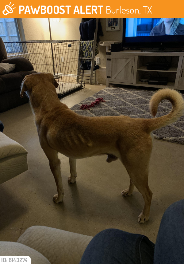 Found/Stray Male Dog in Burleson, TX 76028 (ID 6143274) PawBoost