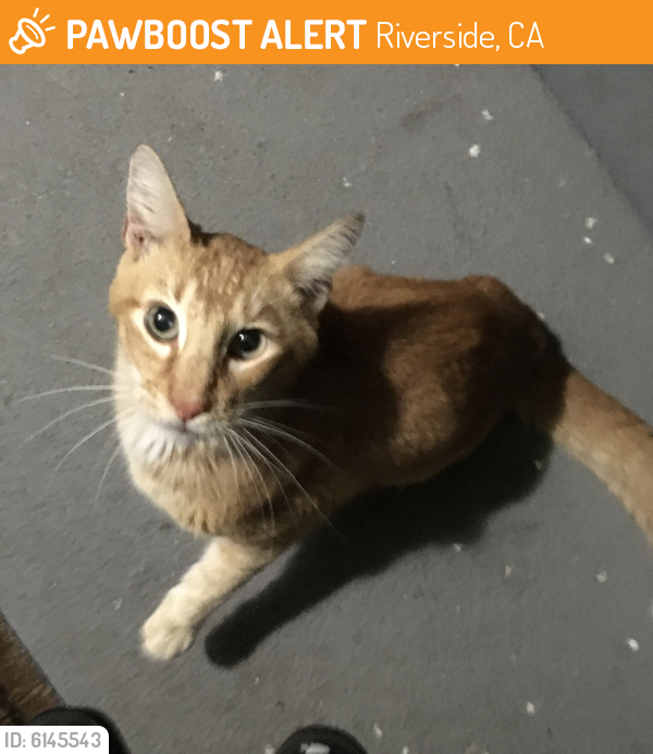 Found/Stray Male Cat in Riverside, CA 92504 (ID 6145543) PawBoost