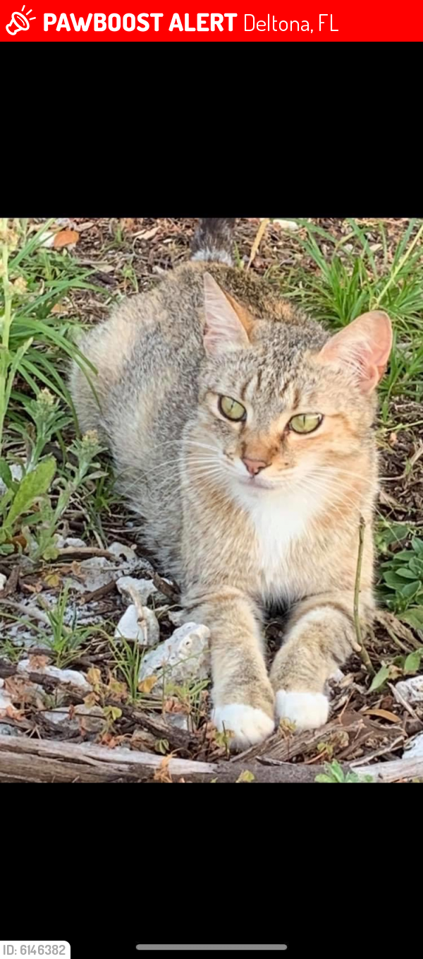 Lost Female Cat in Deltona, FL 32725 Named Whiskers (ID 6146382