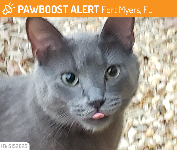 Rehomed Male Cat  in Fort  Myers  FL 33907 ID 6152625 