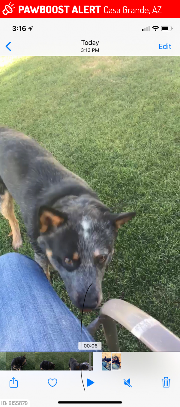 Lost Male Dog in Casa Grande, AZ 85193 Named Willie (ID ...