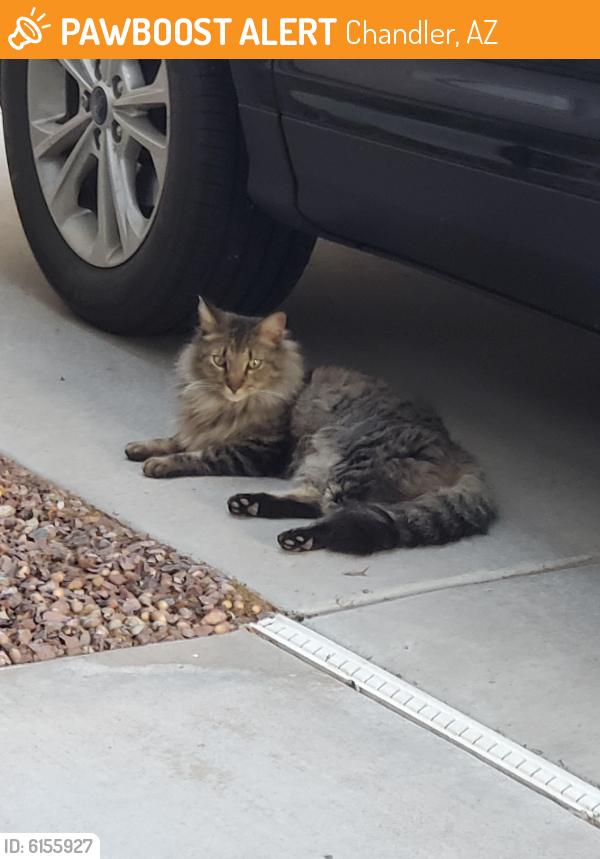 Found/Stray Cat in Chandler, AZ 85286 (ID 6155927) PawBoost
