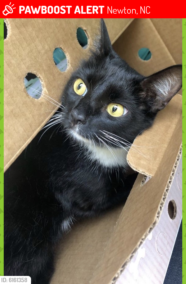 Lost Female Cat in Newton, NC 28658 Named Evie (ID 6161358) PawBoost