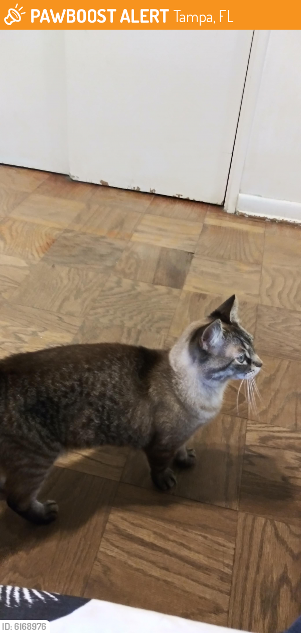 Found/Stray Male Cat in Tampa, FL 33611 (ID 6168976) PawBoost