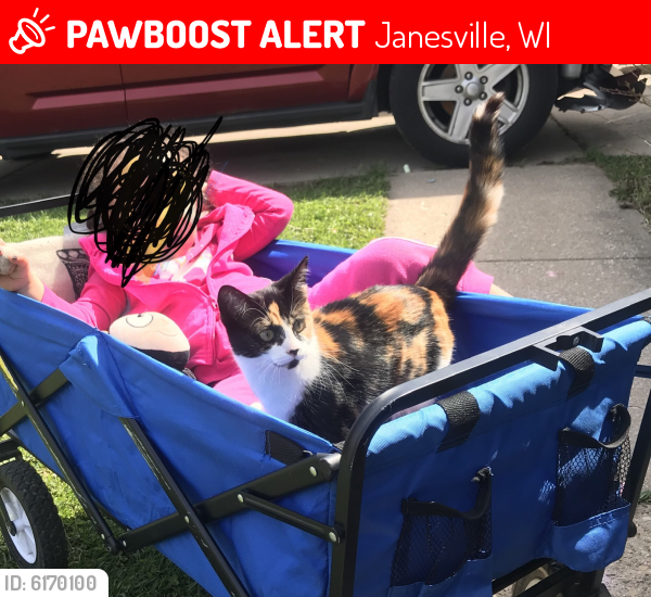 Lost Female Cat In Janesville Wi 53546 Named Calliope Id 6170100 Pawboost