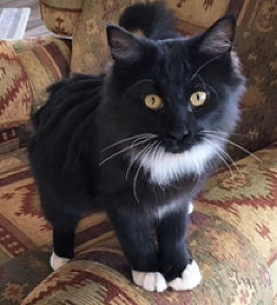 Lost & Found Dogs, Cats, and Pets in Utah 84770 Page 1 PawBoost