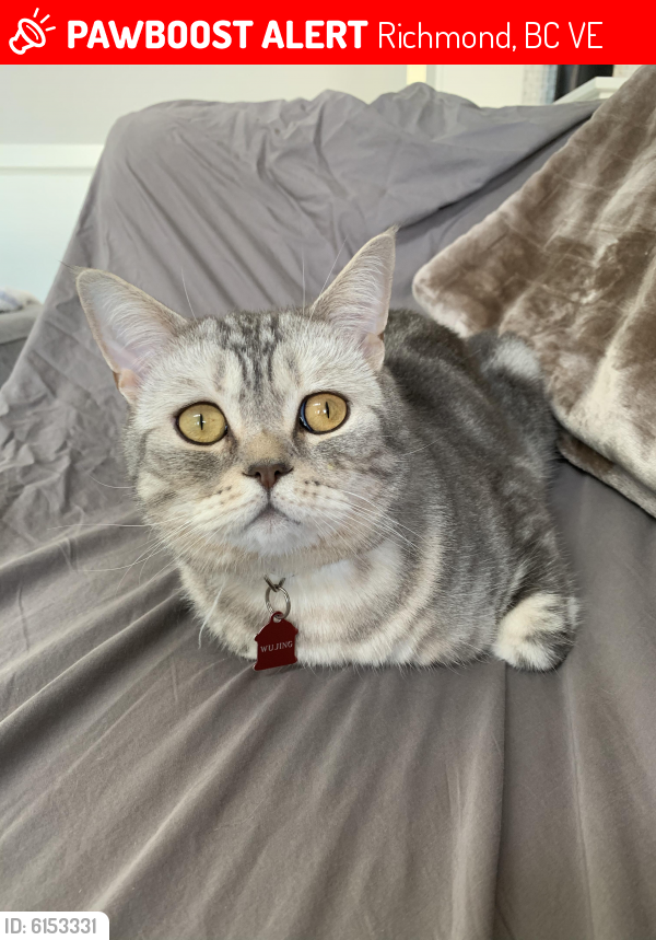 Lost Male Cat in Richmond, BC V7E Named Wujing (ID 6153331) PawBoost