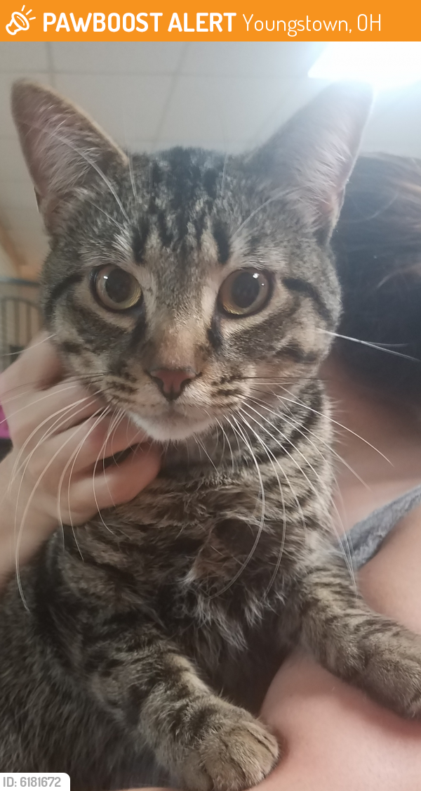 Found/Stray Cat in Youngstown, OH 44509 (ID 6181672) PawBoost
