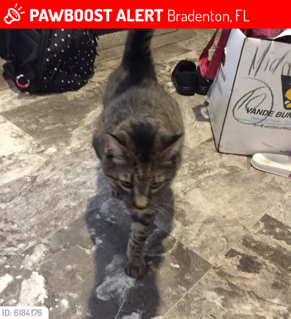 Lost Male Cat  in Bradenton  FL  34207 Named Bela ID 