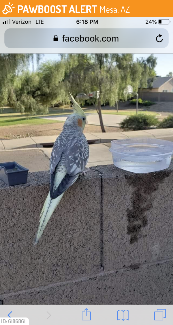 Rehomed Bird in Mesa, AZ 85201 (ID 6186861) PawBoost