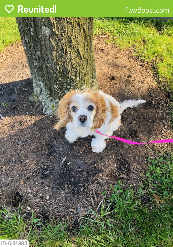 Reunited Female Dog in Salisbury, MD 21801 (ID 6184903) PawBoost