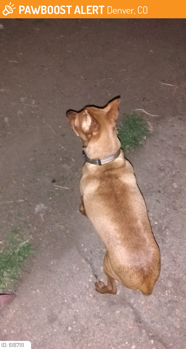 Found Stray Male Dog In Denver CO 80239 ID 6187111 PawBoost found-stray-male-dog-in-denver-co-80239-id-6187111-pawboost