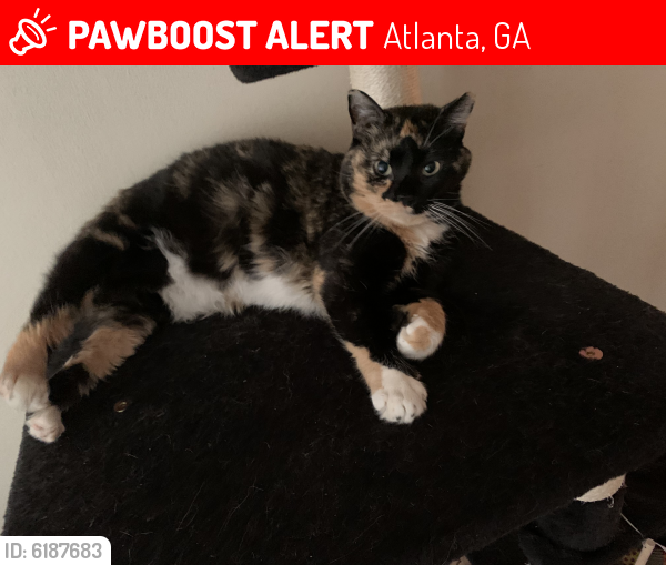 Lost Female Cat in Atlanta, GA 30305 Named Tonks (ID: 6187683) | PawBoost