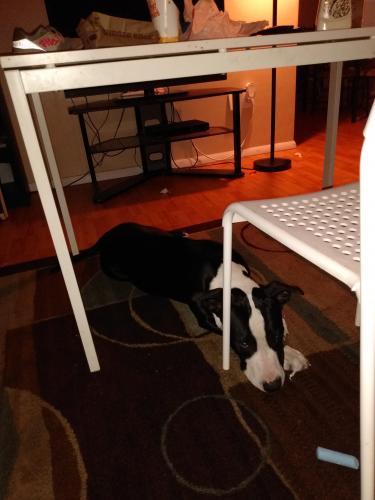 spring hill lost and found