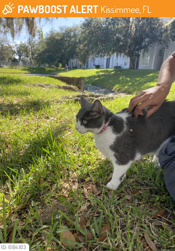 found-stray-cat-in-kissimmee-fl-34741-id-6194103-pawboost