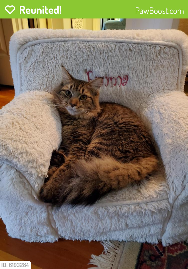 Reunited Male Cat in Hickory, NC 28601 (ID 6193284) PawBoost