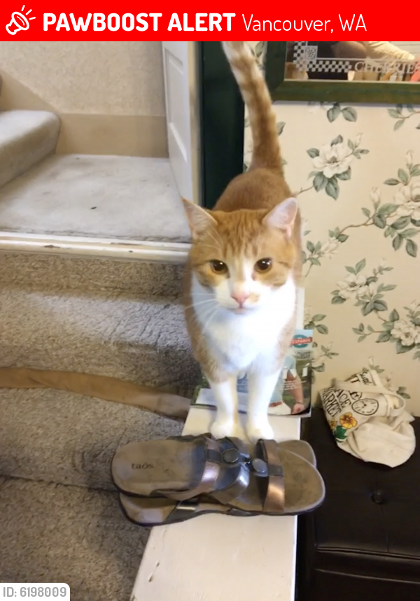 Lost Male Cat in Vancouver, WA 98664 Named Wallace (ID 6198009) PawBoost