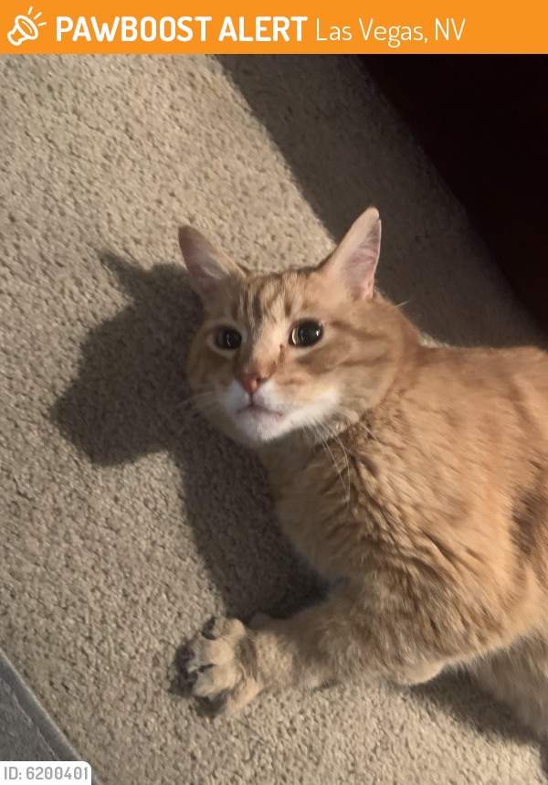 Found/Stray Male Cat in Las Vegas, NV 89149 (ID 6200401) PawBoost