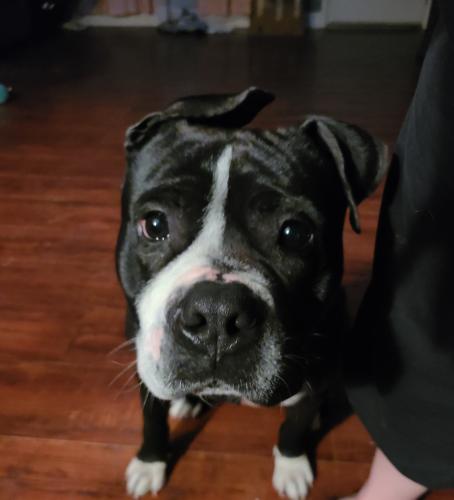 Found/Stray Male Dog last seen Lynnhaven parkway/magic hollow, Virginia Beach, VA 23453
