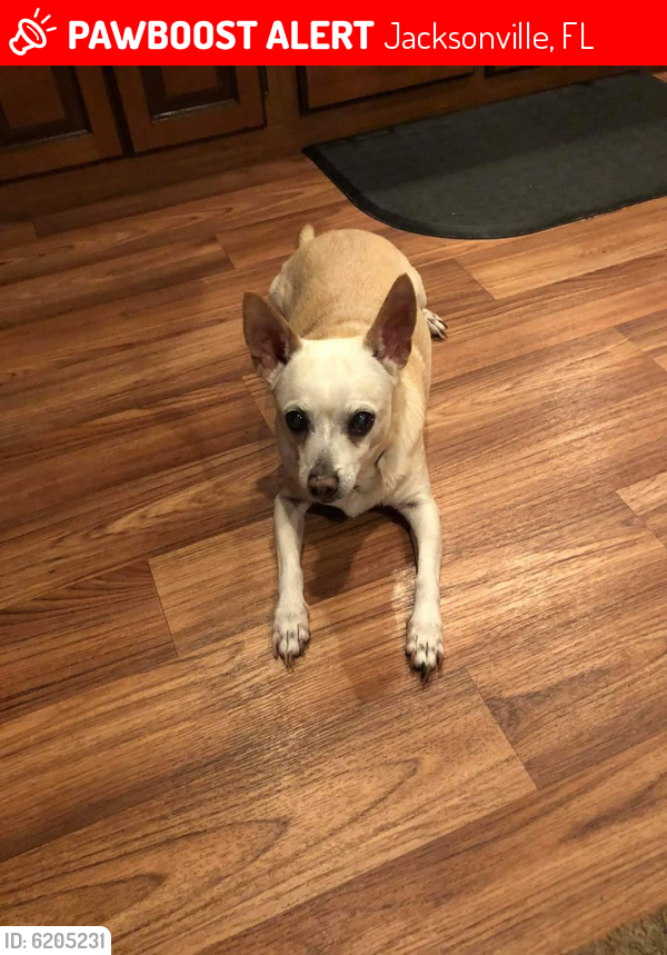 Lost Male Dog in Jacksonville, FL 32211 Named J.c. (ID 6205231) PawBoost