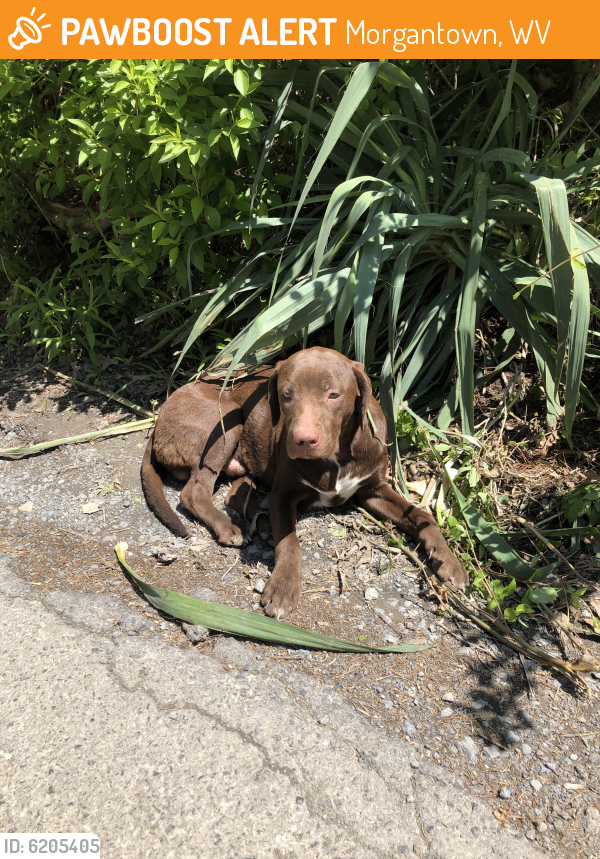 Found/Stray Male Dog in WV 26508 (ID 6205405) PawBoost