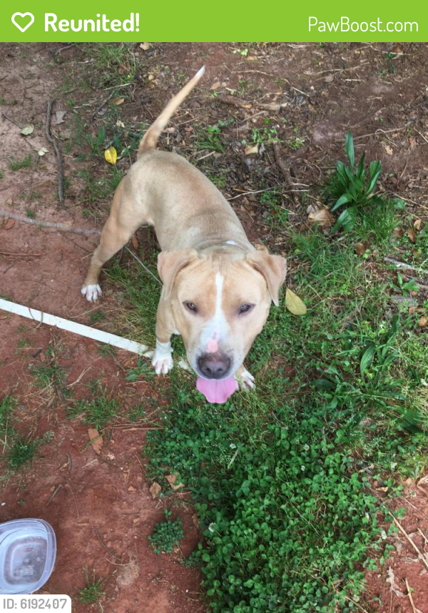 Reunited Male Dog in Greenville, SC 29611 (ID 6192407) PawBoost