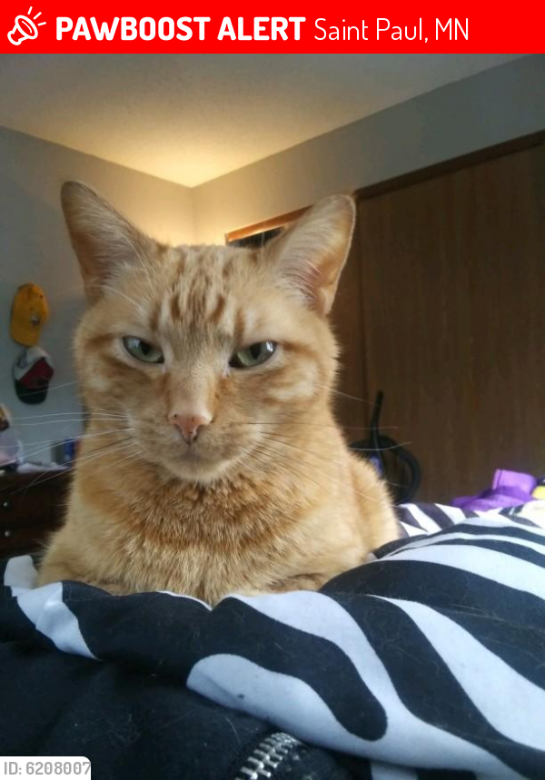 Lost Female Cat in Saint Paul, MN 55118 Named Peanut (ID 6208007