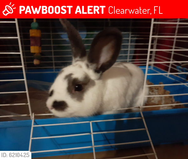Lost Male Rabbit in Clearwater, FL 33765 Named Mr. Rabbit (ID 6210425