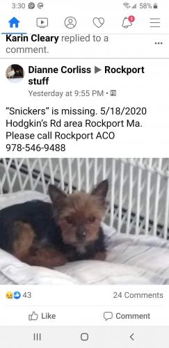 cape ann lost pets