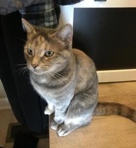Lost Female Cat last seen Early and Choto Road, Knoxville, TN 37922