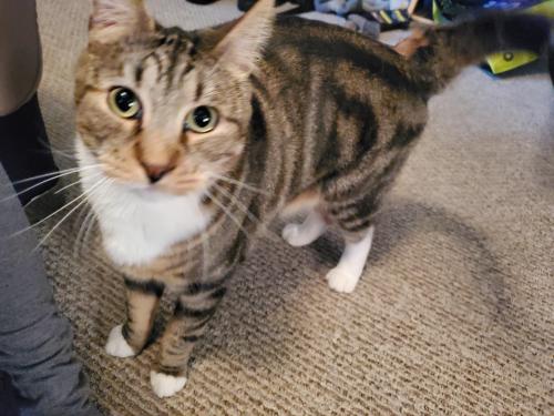 lost and found cats near me