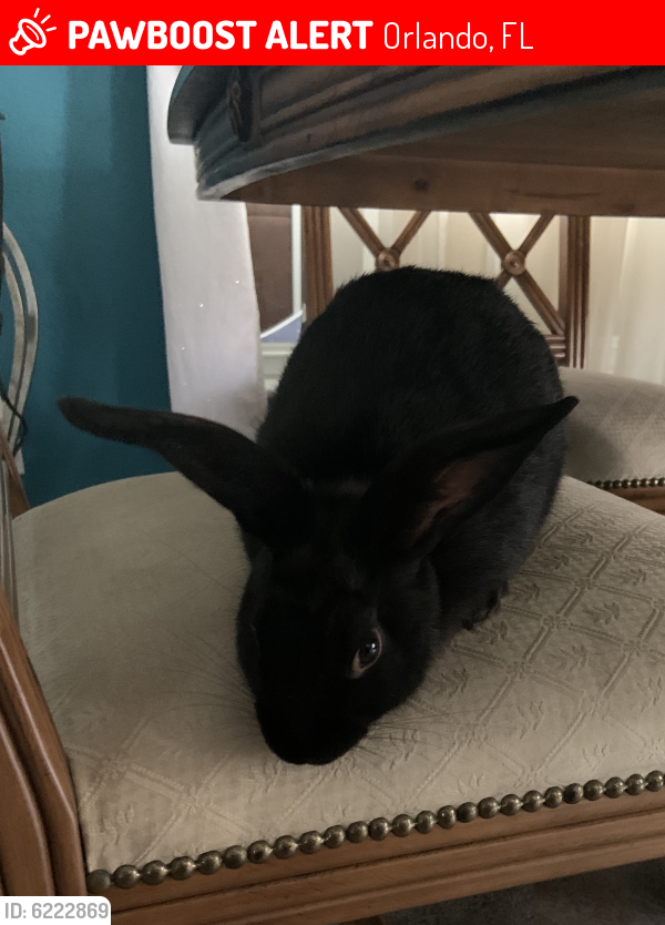 Lost Male Rabbit in Orlando, FL 32822 Named Benito (ID 6222869) PawBoost