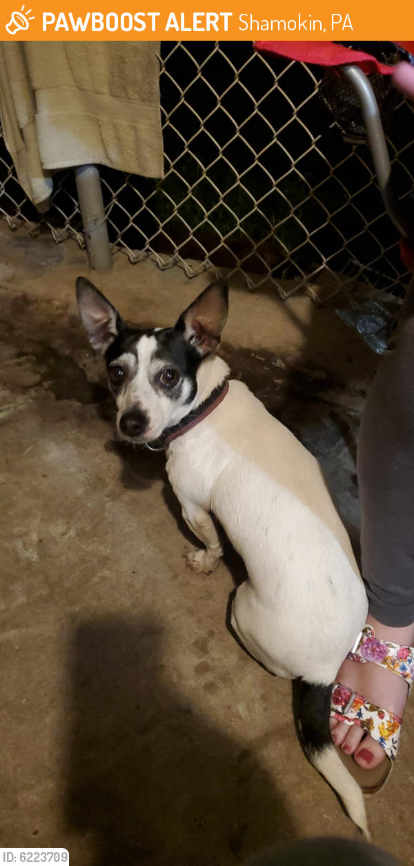Found/Stray Female Dog in Shamokin, PA 17866 (ID 6223709) PawBoost