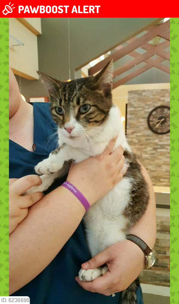 Lost Male Cat in Lexington County, SC 29073 Named Toby (ID 6230698