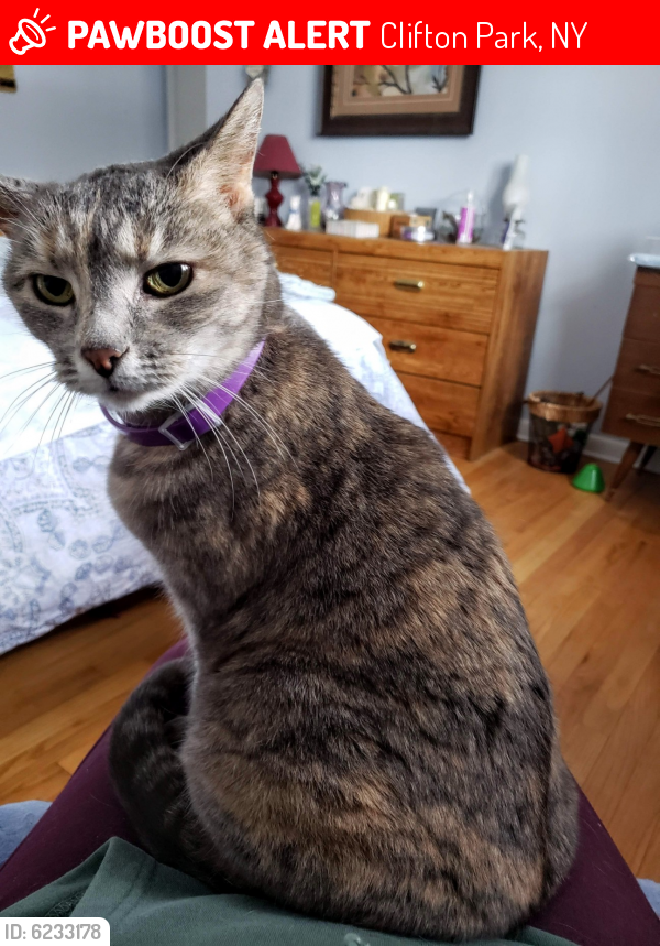 Lost Female Cat in Clifton Park, NY 12065 Named Little One ...