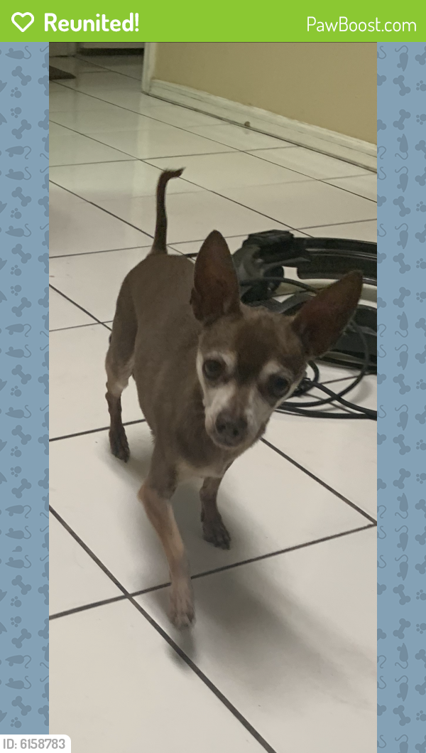 Reunited Dog in Las Vegas, NV 89119 (ID: 6158783) | PawBoost