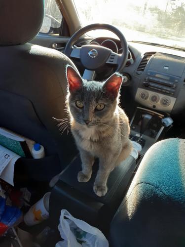 Lost Female Cat last seen Thousand oaks and starlight terrace , San Antonio, TX 78233