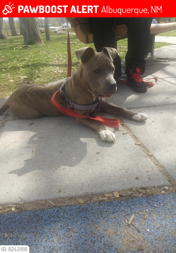 Lost Male Dog in Albuquerque, NM 87105 Named Too Tough (ID ...