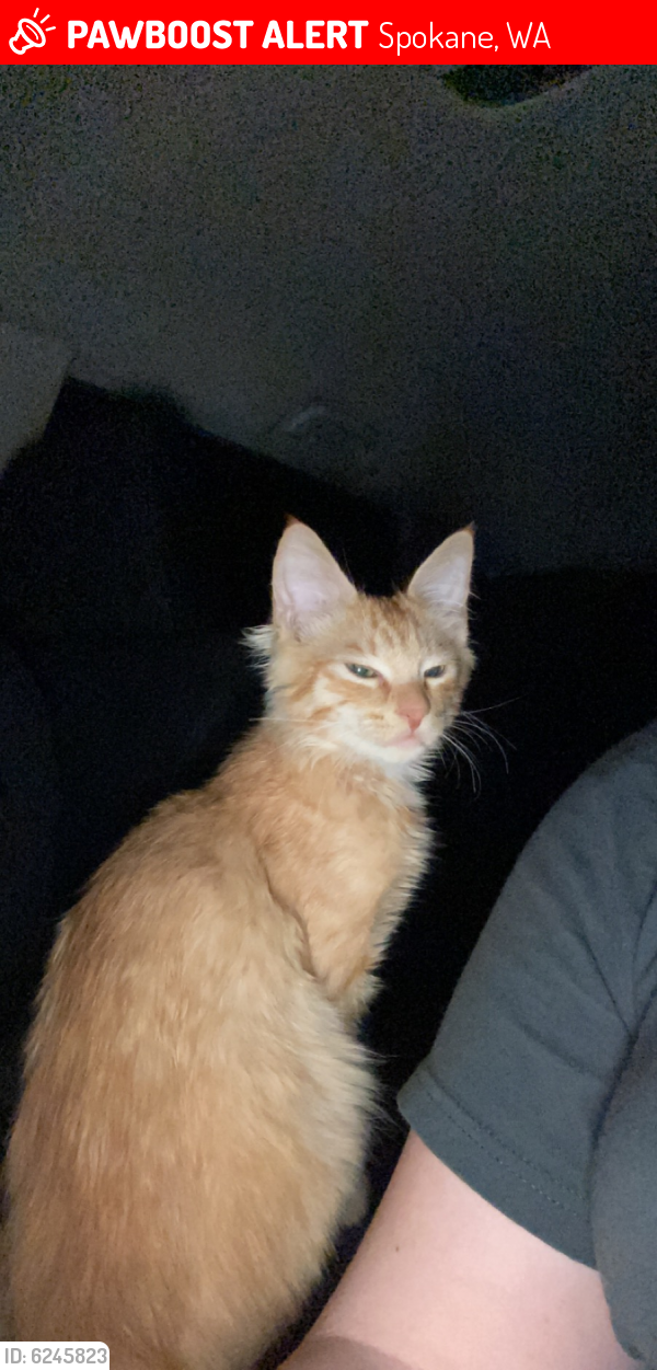 Lost Male Cat in Spokane, WA 99207 Named Peter (ID 6245823) PawBoost