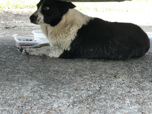 Found/Stray Unknown Dog last seen Fallbrook and 1960, Houston, TX 77086