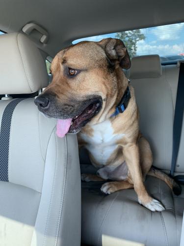 Found/Stray Male Dog last seen Gosling & 99 W, Spring, TX 77389