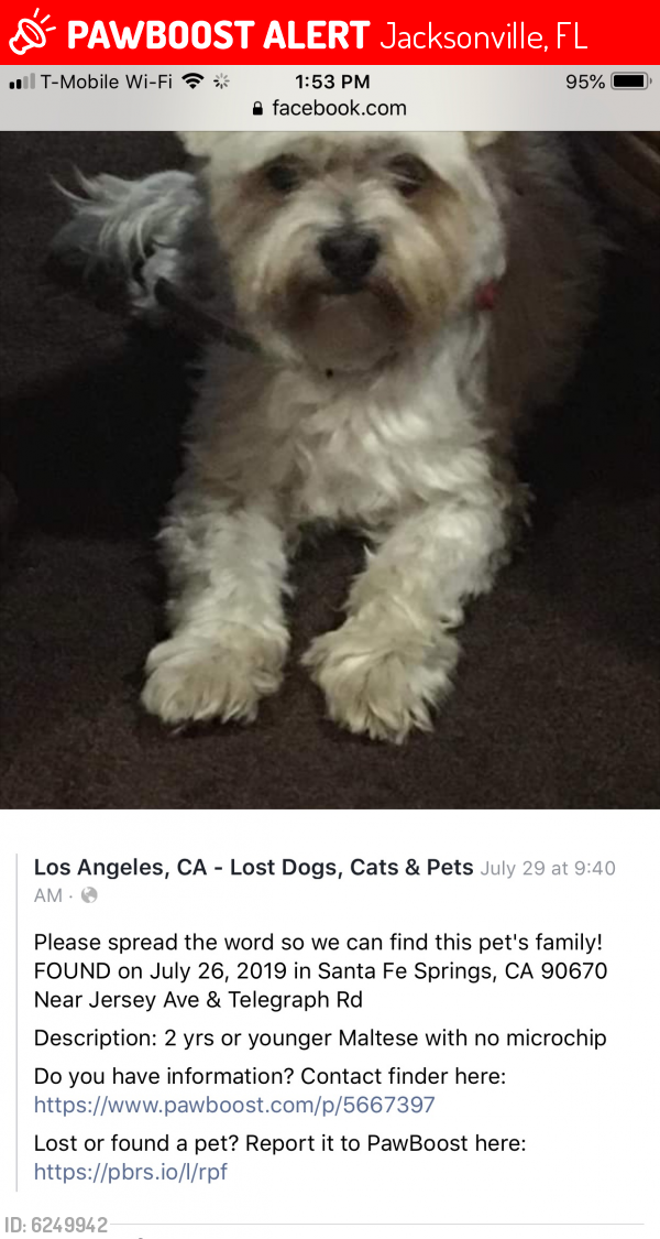 Lost Male Dog in Jacksonville, FL 32211 Named Gimpy (ID 6249942