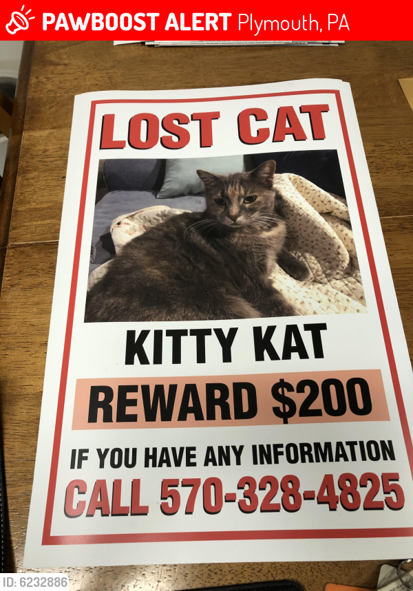 Lost Female Cat in Plymouth, PA 18651 Named Kitty Kat (ID: 6232886 ...