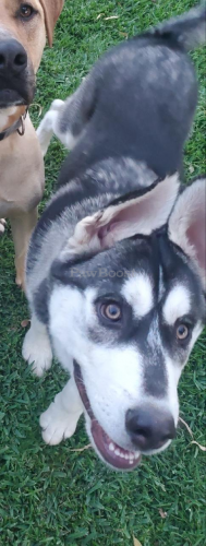 pets market santa ana