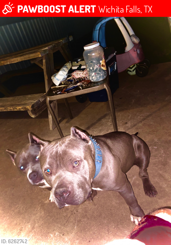 Lost Male Dog in Wichita Falls, TX 76302 Named Diesel (ID 6262742