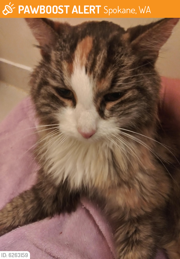 Found/Stray Female Cat in Spokane, WA 99223 (ID 6263159) PawBoost