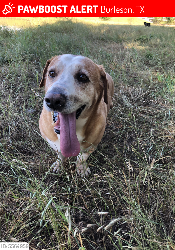 Lost Male Dog in Burleson, TX 76028 Named Wado (ID 5564959) PawBoost